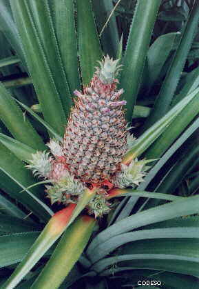 Piña - Ananas comosus